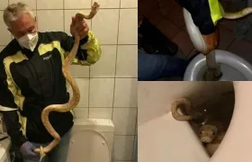 Pitón rescatada del inodoro.