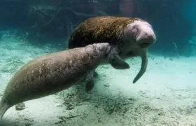 Esta primavera las autoridades ya habían alertado de que la rápida extinción de los pastos marinos.