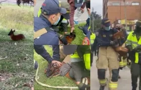 El venadito no se dejaba atrapar, pero por su lesión no podía correr.