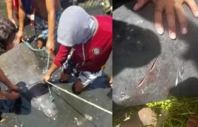 Los pescadores y las heridas que sufrió 'Julieta'.