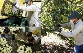 Carlos Ospina, fundador de la agroempresa El Manantial, mientras selecciona aguacates en su cultivo en el municipio de Marinilla, Antioquia (Colombia). 