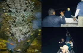 Investigadores del Zoo y de Parques desarrollan este censo por medio de recorridos nocturnos que realizan en botes a lo largo de los diferentes caños y lagunas.
