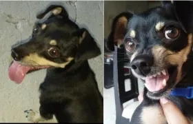 'Ozzy', la mascota extraviada en el barrio Bonanza de Soledad.