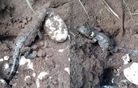 Los guardabosques hallaron a los 10 ejemplares así: unos en la playa y otros en el agua.