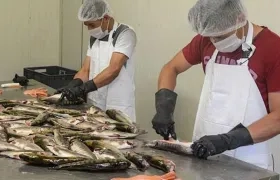 Inicialmente, el nuevo sello busca posicionar entre los consumidores internacionales la tilapia y la trucha..