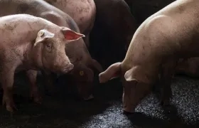 Cerdos permanecen en el corral de una granja, en Cevicos (República Dominicana).