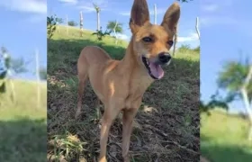'Kensy', una perrita se perdió en Los Almendros.