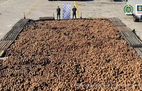 Cocos de exportación con cocaína.