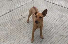 Mascotas extraviada.