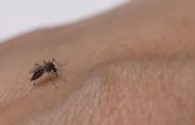 El mosquito Aedes aegypti, transmisor del dengue.