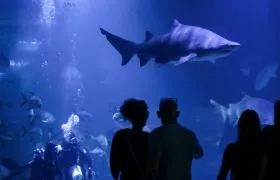 Imagen de referencia.