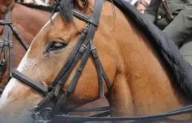 Imagen de referencia.