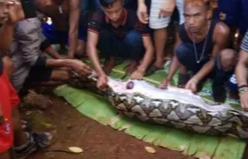 La serpiente con la mujer dentro de su cuerpo.