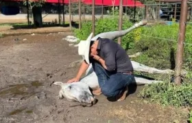El senador Alirio Barrera llora sobre el cuerpo sin vida de 'Pasaporte'.