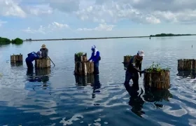 Esta nueva técnica será una especie de segunda barrera de protección para Mallorquín.