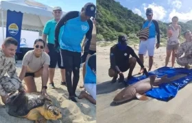 Animales marinos liberados. 