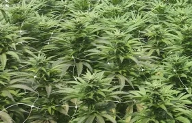 Imagen de referencia