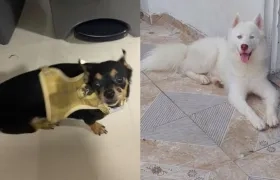 Mascotas extraviadas.