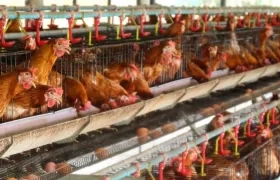 Entre las medidas está la suspensión temporal de concentraciones y eventos con aves de corral