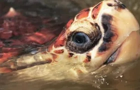 Imagen de referencia.