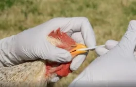 Imagen de referencia.