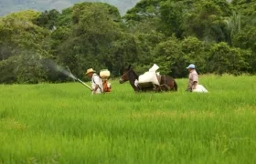 Foto referencia sobre fumigación.