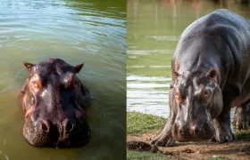 Hipopótamos en Colombia. 