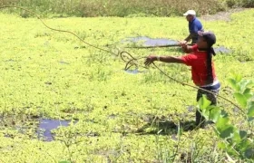 Los campesinos en plena labor de limpieza.