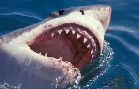 Dimensión de un tiburón blanco, imagen de referencia.