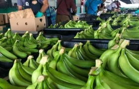 Productores de bananos están preocupados por situación actual.