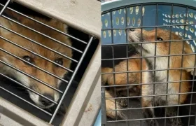 La policía anunció en redes sociales la captura del ejemplar en una ladera de la colina del Capitolio.