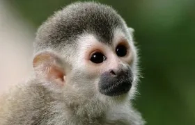 Mono tití, imagen de referencia.