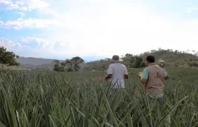 La URT podrá adelantar procesos de conservación, actualización y difusión de la información catastral a nivel nacional, iniciando con 11.235 predios en 302 municipios.