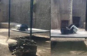 Imágenes del oso de anteojos.