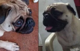 'Rolig', un pug de 2 años se perdió en el barrio Las Moras.