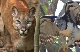 El puma y el águila harpía