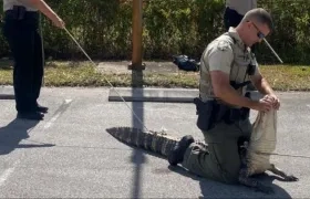 Caimán aprehendido.