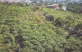 Uno de los bosques urbanos.