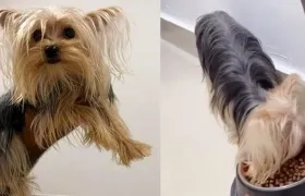 Yorkshire terrier hallada en Ciudad Jardín.