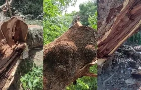 Estado en el que quedó el árbol de sanaguare en Chorrera, Juan de Acosta.