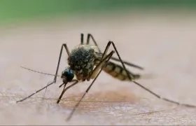 Imagen de referencia.