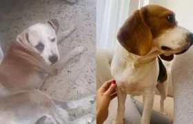 A ´Rocky´ y a ´Rose´ los esperan en casa.