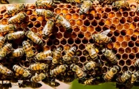 Imagen de referencia