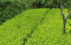 Imagen de referencia.