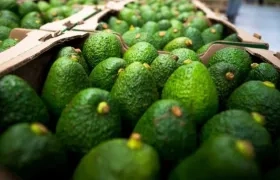 Aguacate Hass exportado a Chile.