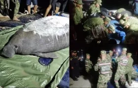 Rescate de la manatí en el Magdalena. 