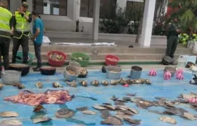 La Policía mostró parte de la carne de tortuga incautada.