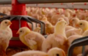 Imagen de referencia.