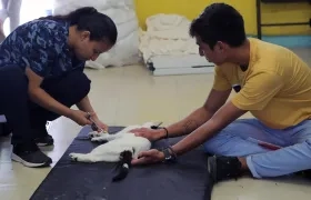 Una médico veterinaria prepara a un gato para ser esterilizado en el balneario de Cancún.