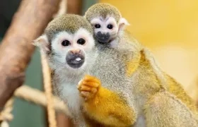 Imagen de referencia.